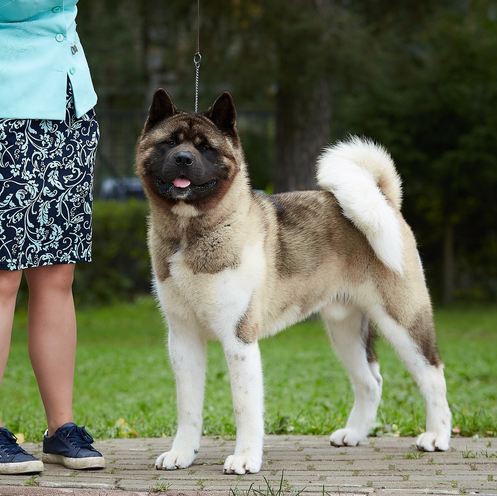 Gals * IMAGINE DRAGON. AMERICAN AKITA RUBYLIGHT KENNEL I SHIBA-INU