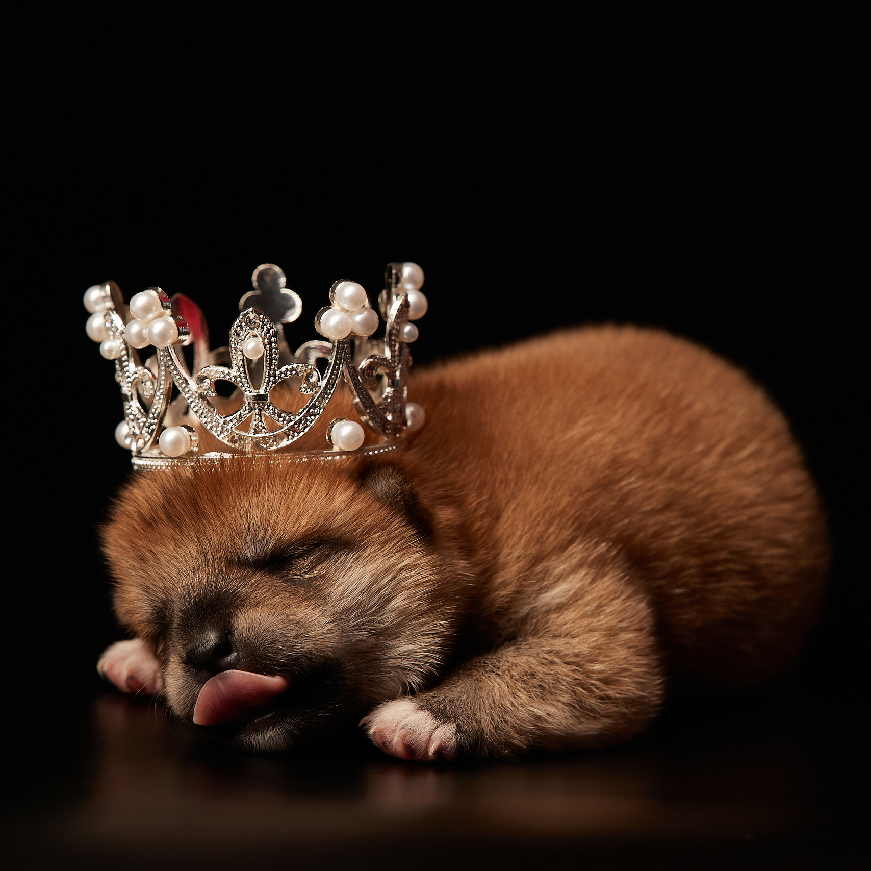 Щенки сиба-ину, мать Fudzisan Ginzashoken