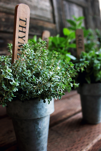 Эфирное масло Тимьян (чабрец) Thyme. VDAO.RU — исцеляющие практики