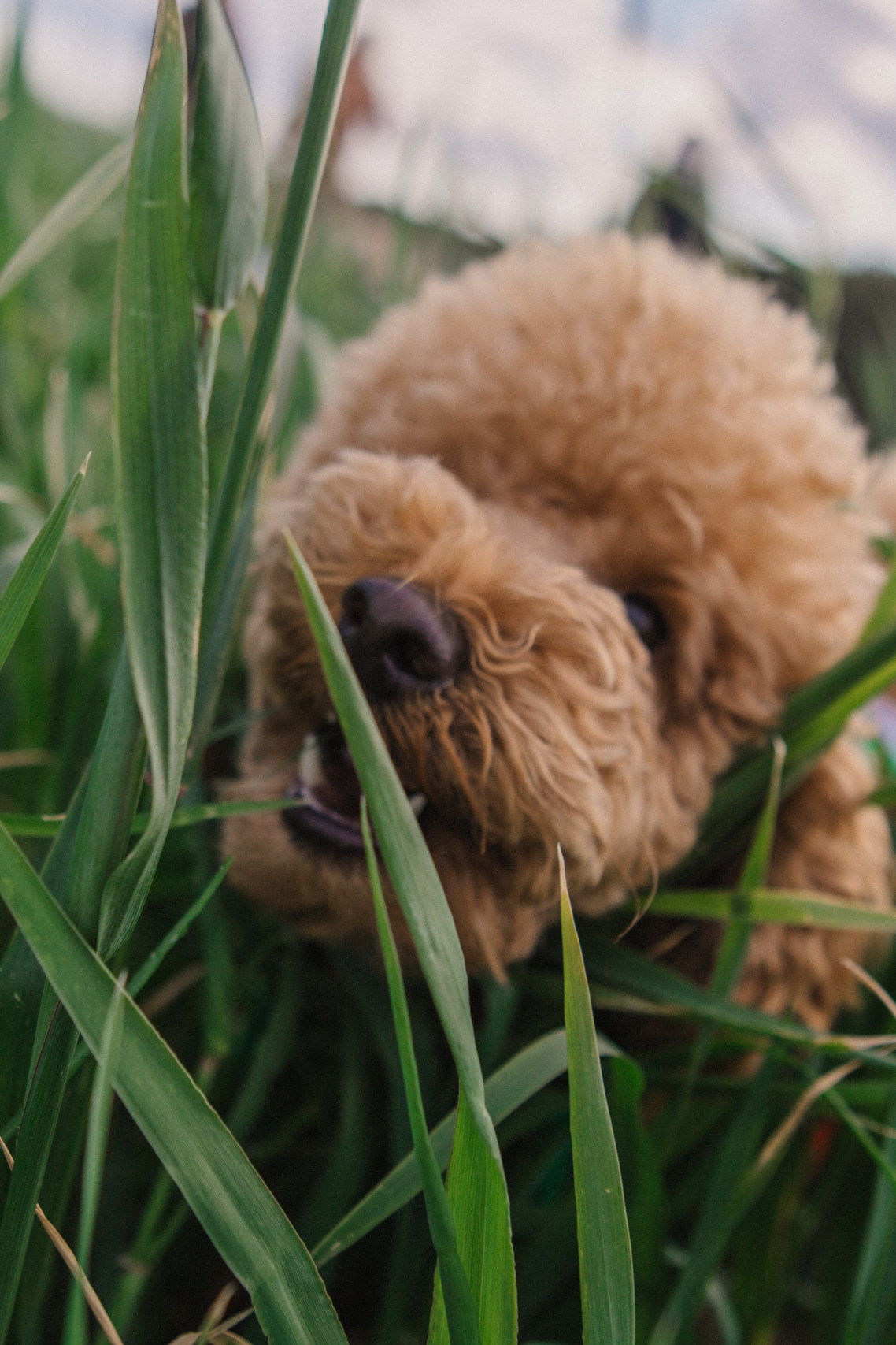 Portrait, family and pet photographer in Cyprus, Ksenia Bourdelle