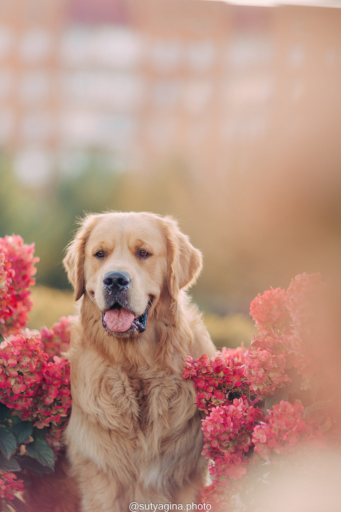 Литера Б, др 18.12.2025 Веста х Оливер. Свадебный и женский фотограф