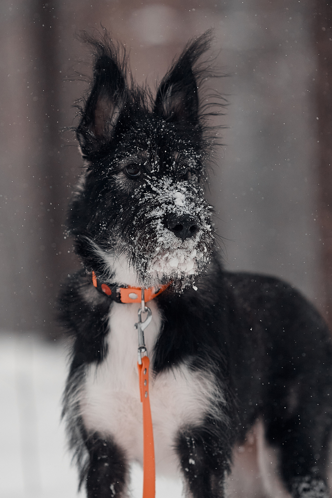 Фотограф-анималист Мартынова Анастасия
