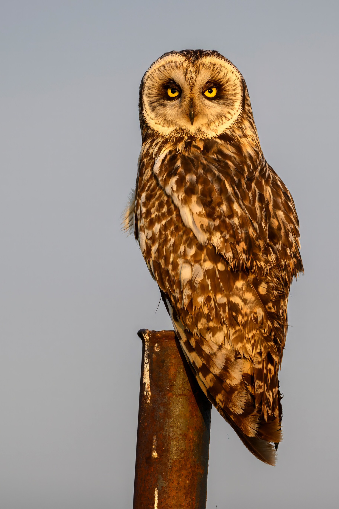 Совы и аисты. Owls and Storks. Wildlife photography by Sergey Puponin