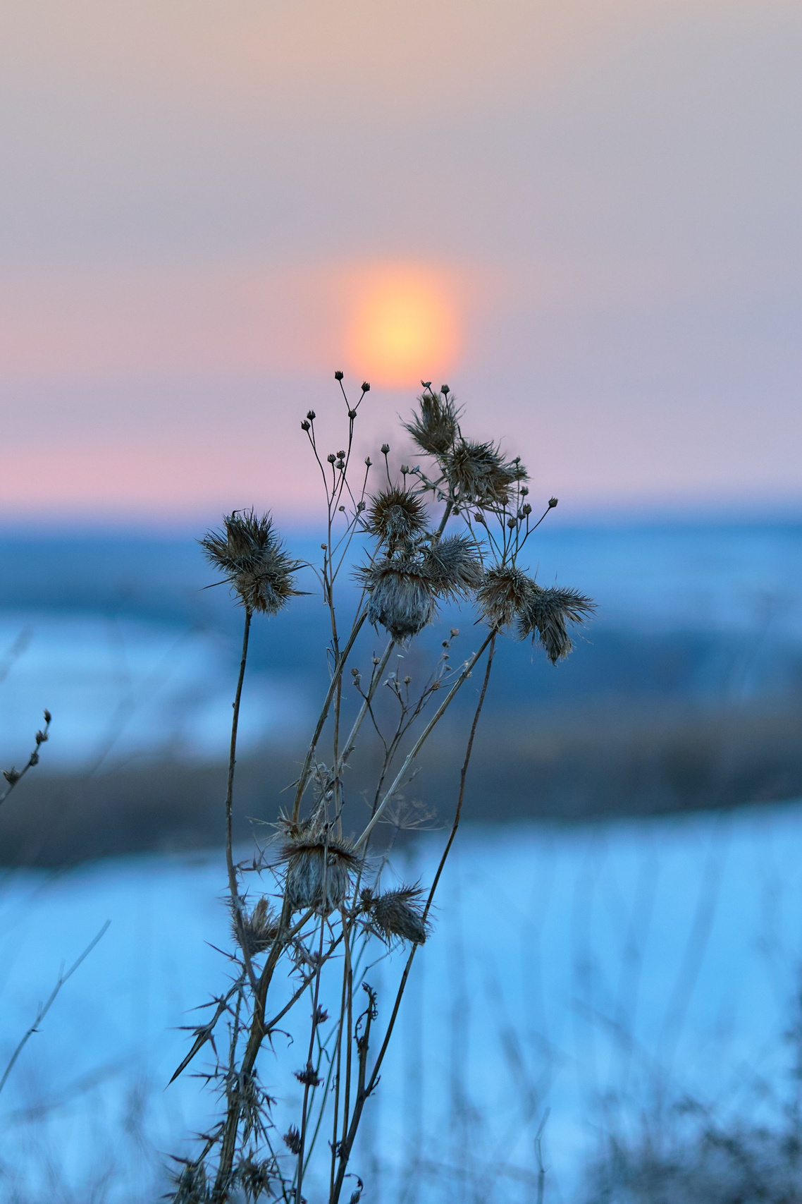 Колючка на фотоне солнца уходящего в закат