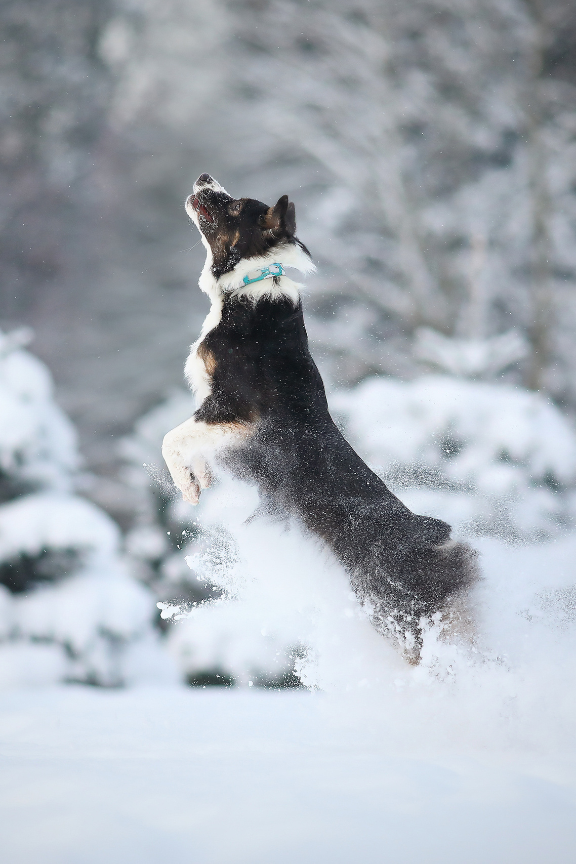 Фотограф- анималист Санкт-Петербург