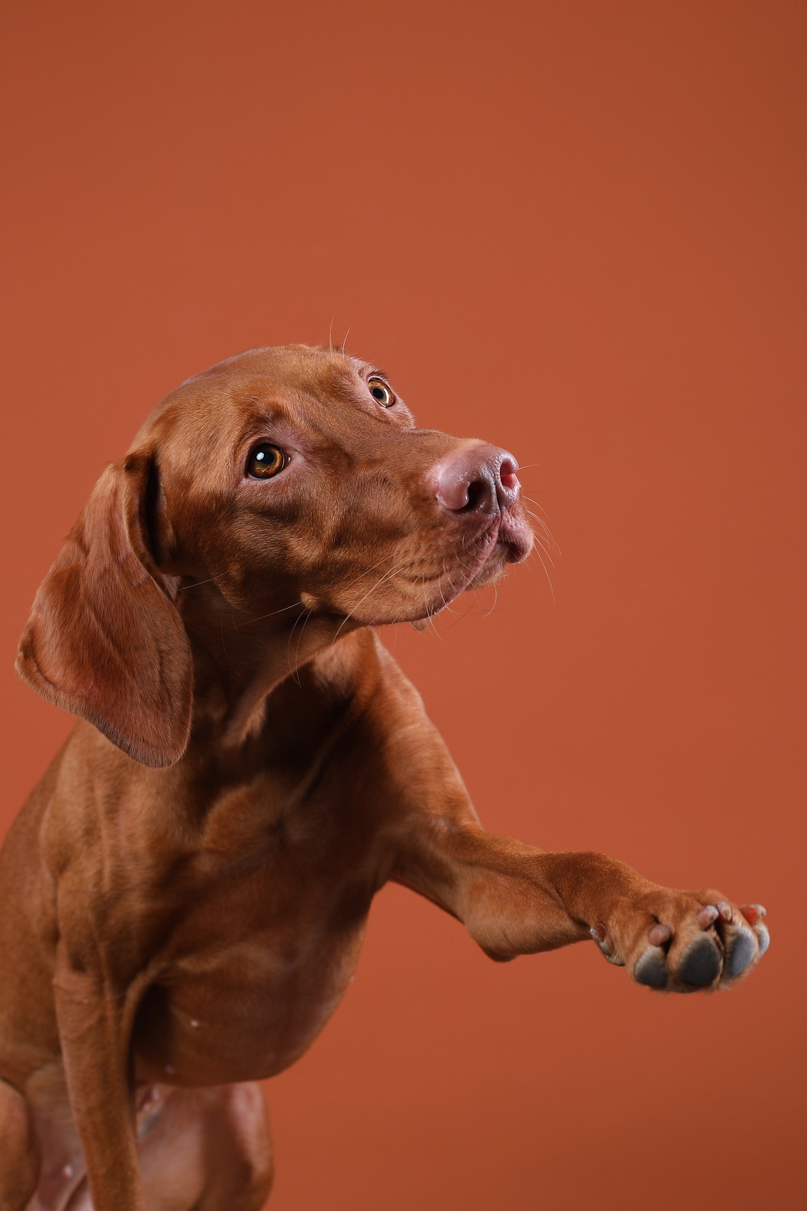 Фотограф- анималист Санкт-Петербург