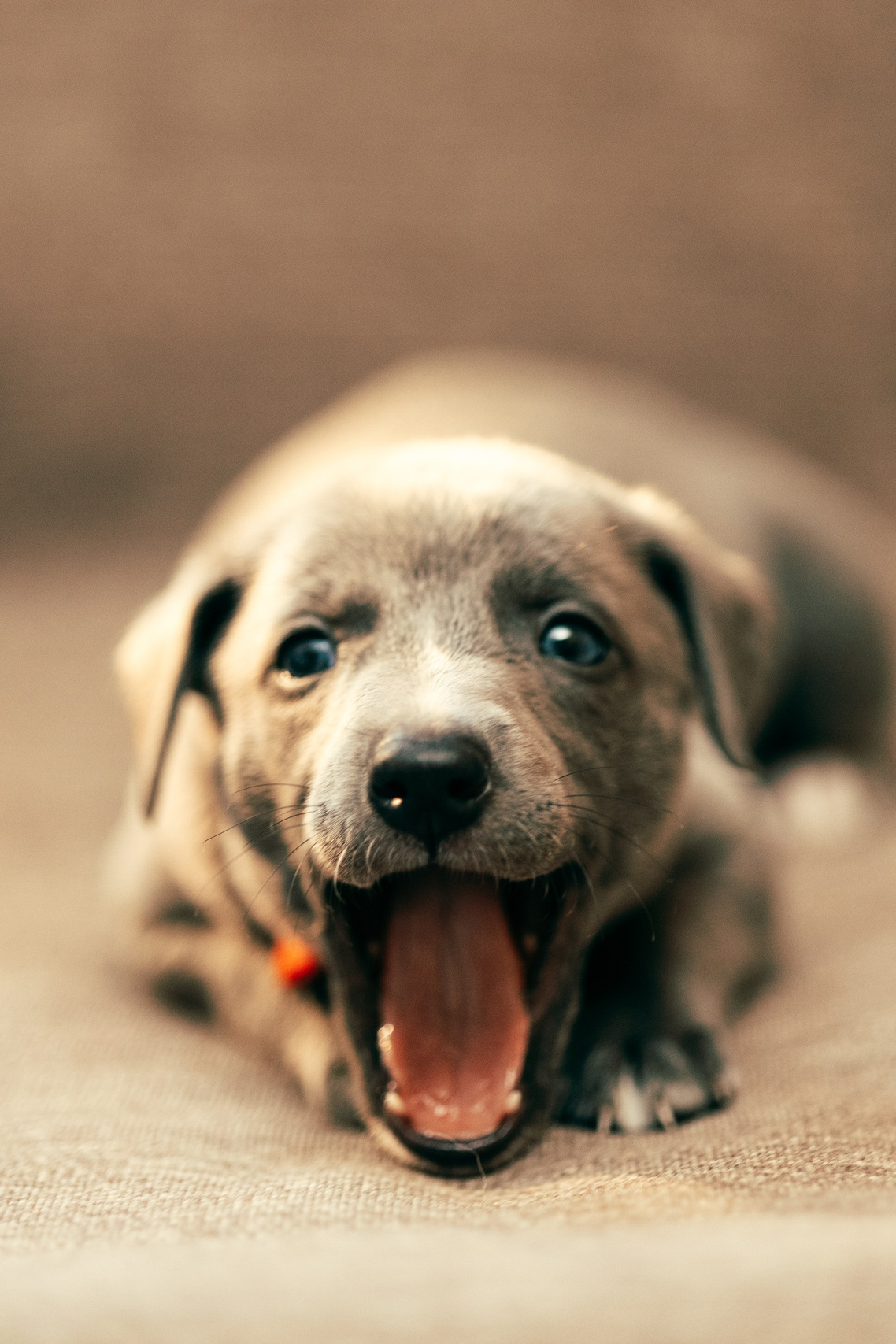 Анималистика. Анна Самохина. Фотограф. Москва