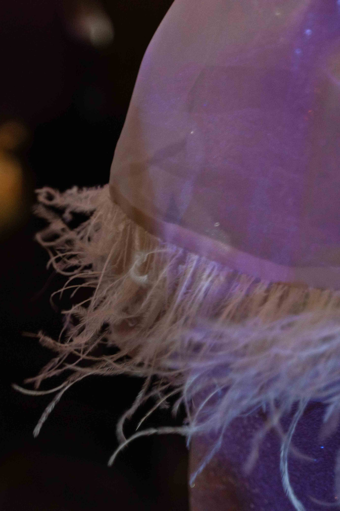 Видео. Фотограф и видеограф в Москве и Абу Даби Мария Кулагина