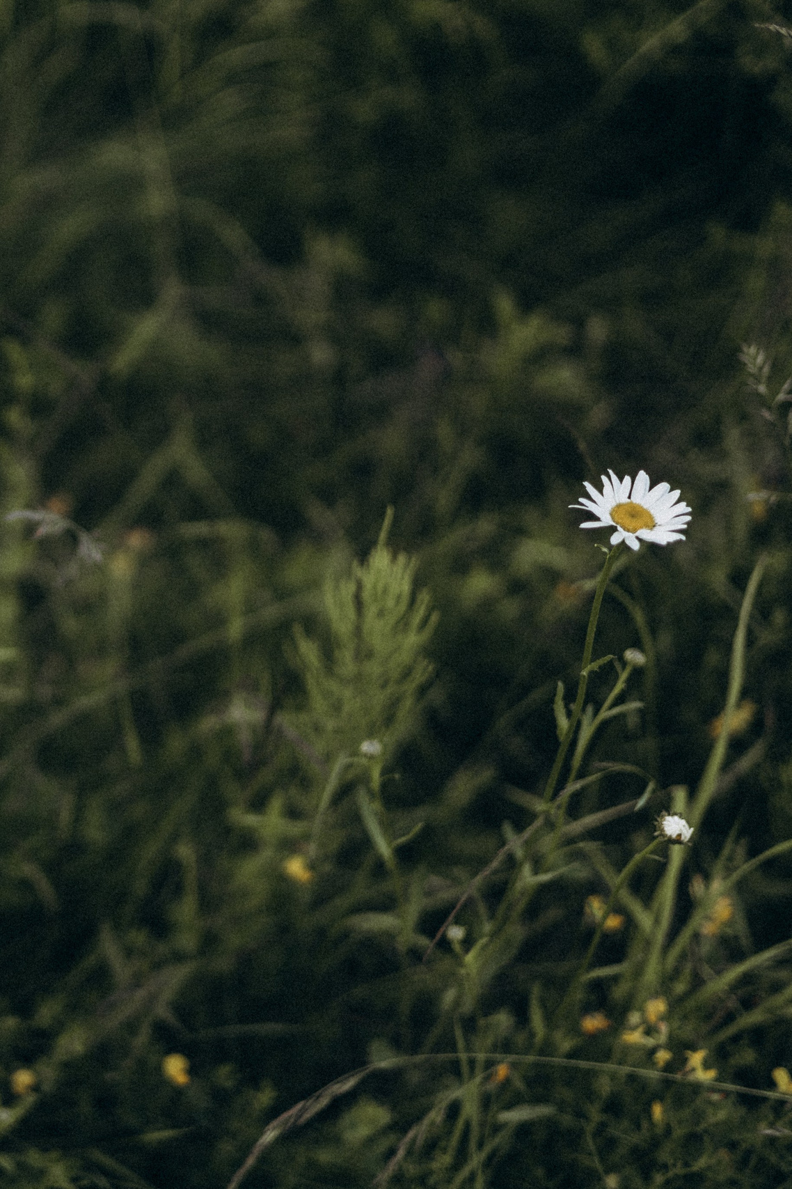Анастасия Шаповалова | Семейный фотограф