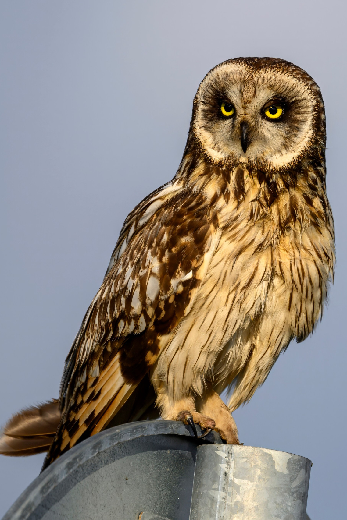 Совы на рассвете. Wildlife photography by Sergey Puponin