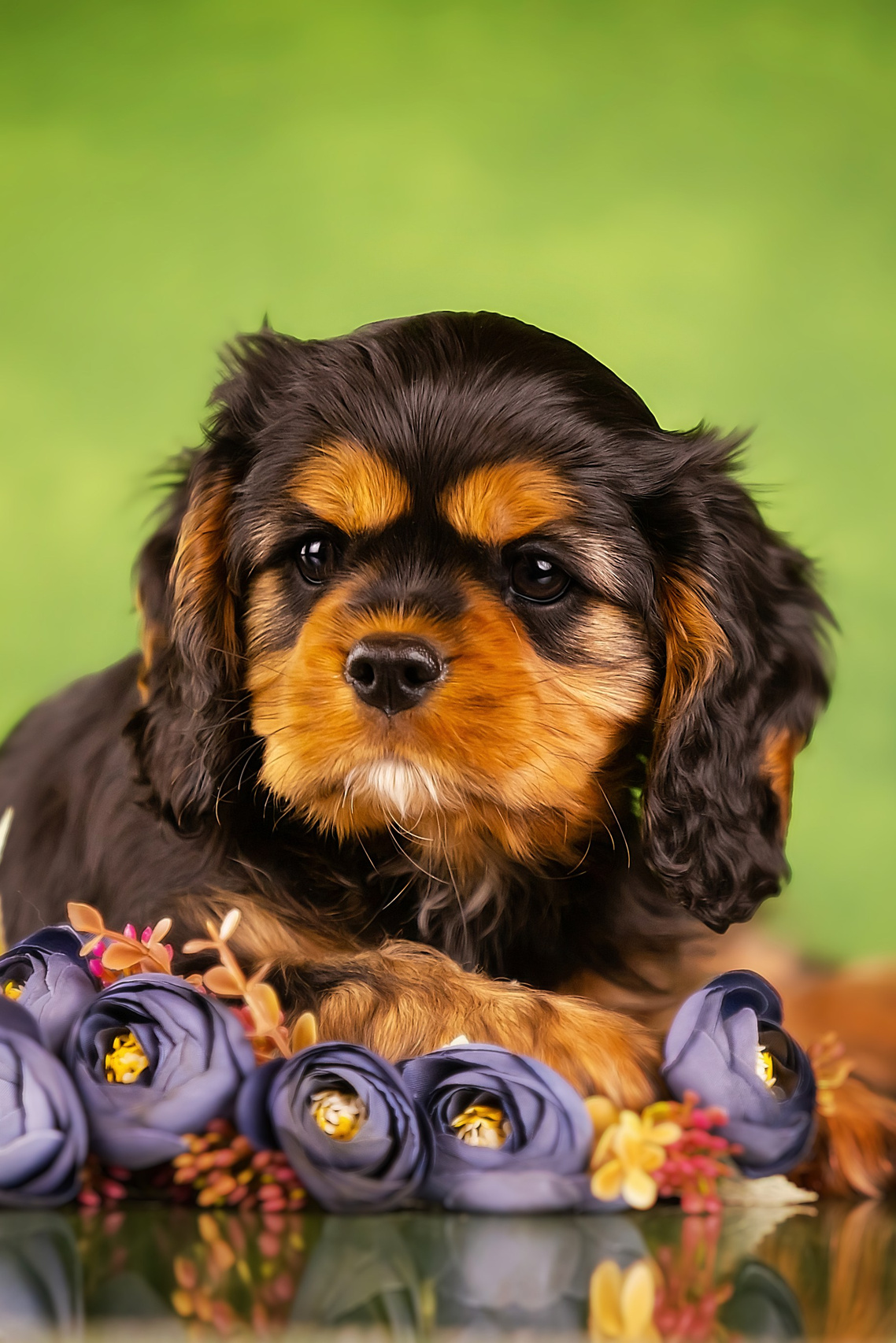 Питомник кавалер кинг чарльз спаниелей