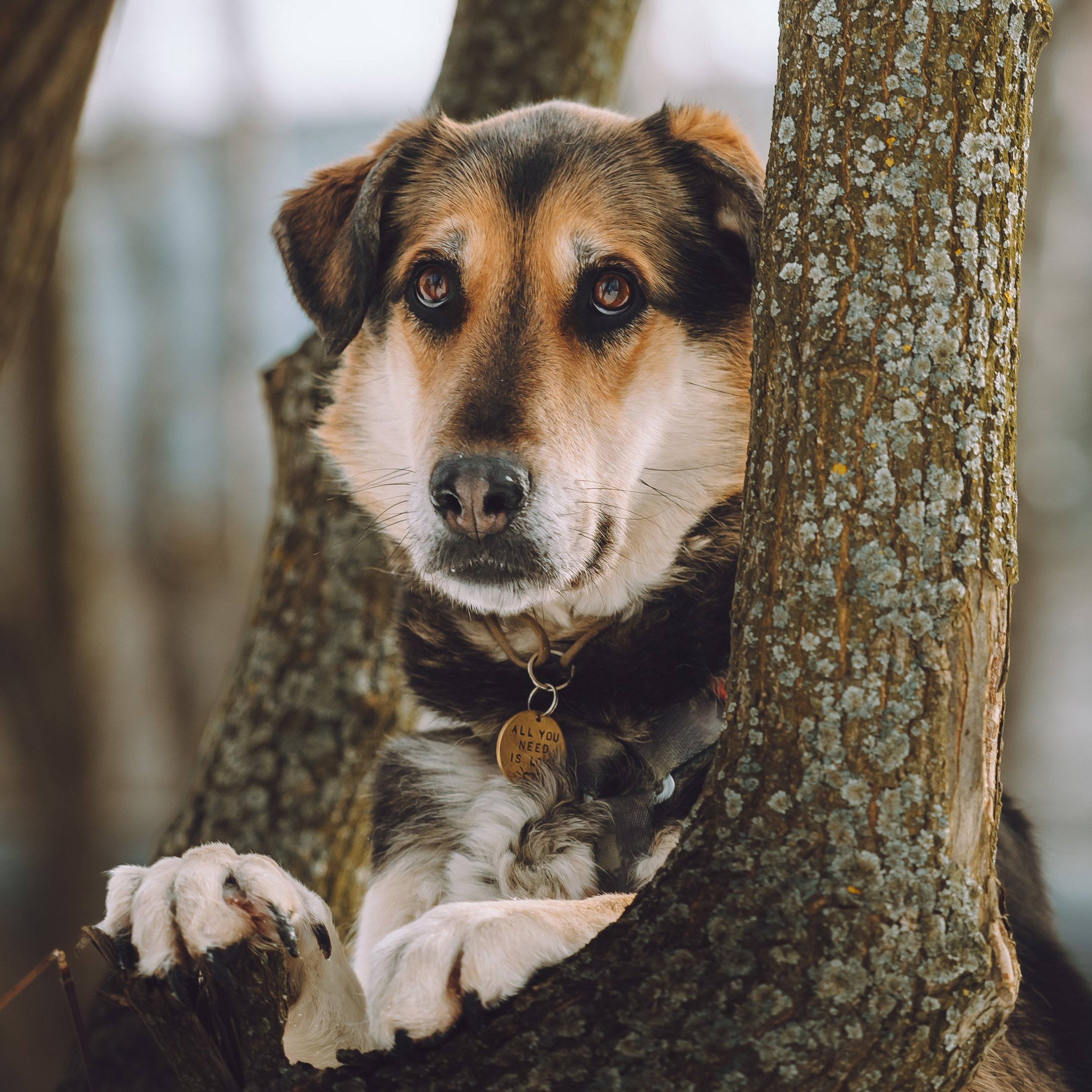 Ищут дом. Забери домой друга