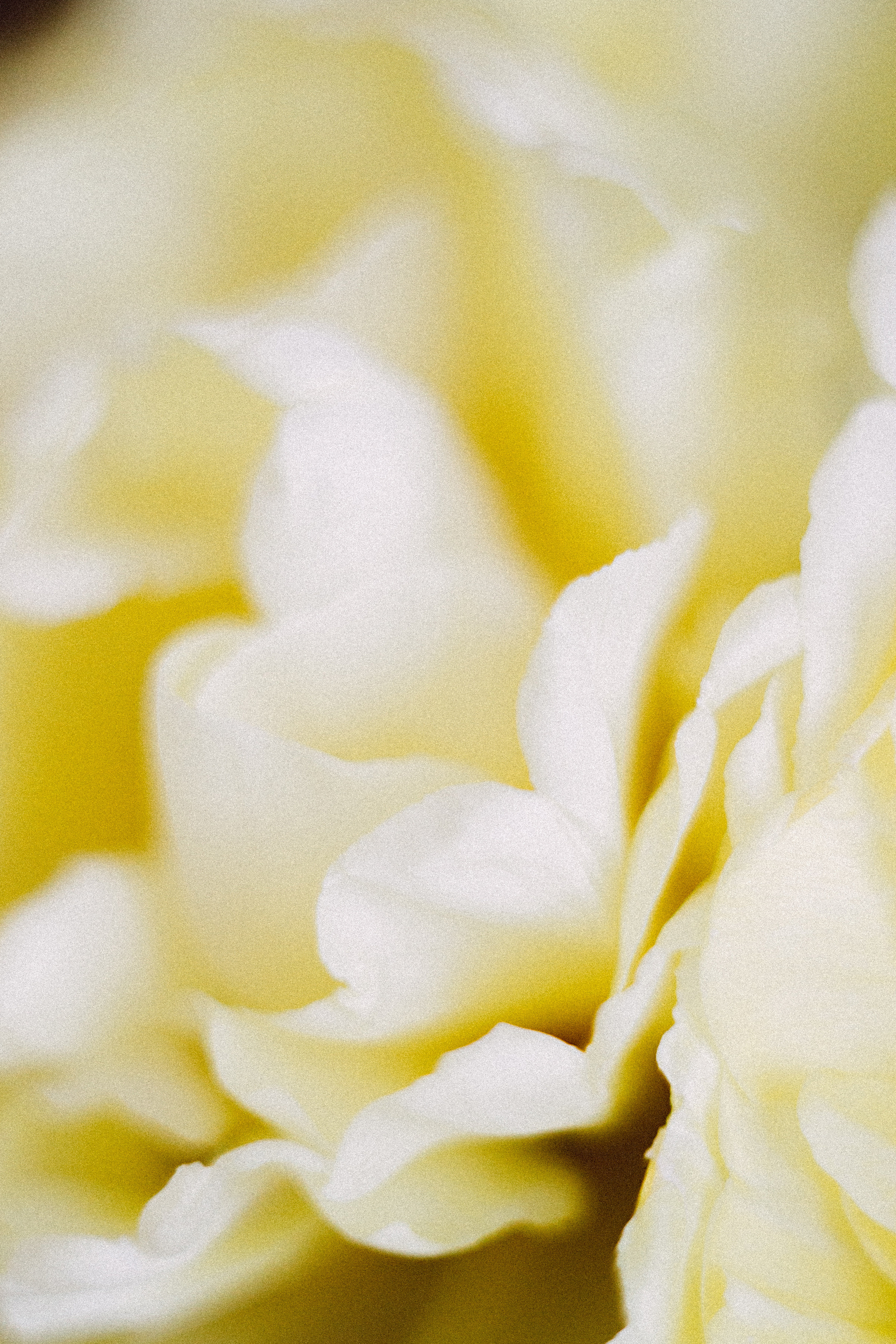 Когда остается послевкусие. Семейный и контент фотограф в Москве Вероника Швец