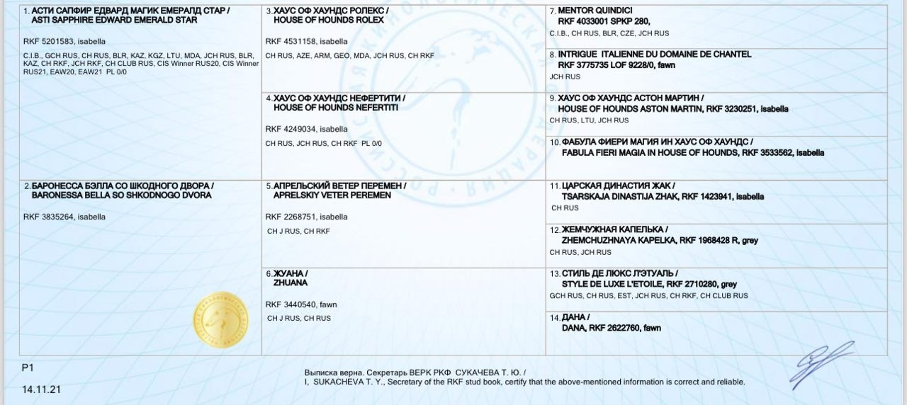 Asti Sapphire Tsezar Ruier Empire. Профессиональный питомник левреток РКФ/FCI ASTI SAPPHIRE 💎 Сочи|Санкт-Петербург