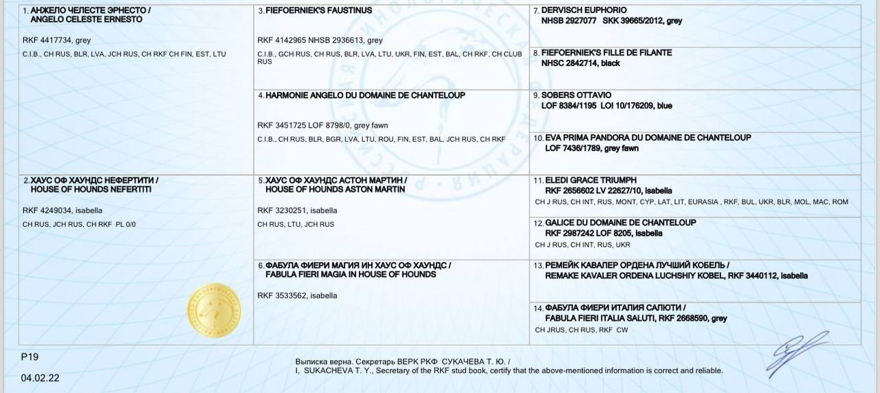 Asti Sapphire Sacred Universe. Профессиональный питомник левреток РКФ/FCI ASTI SAPPHIRE 💎 Сочи|Санкт-Петербург