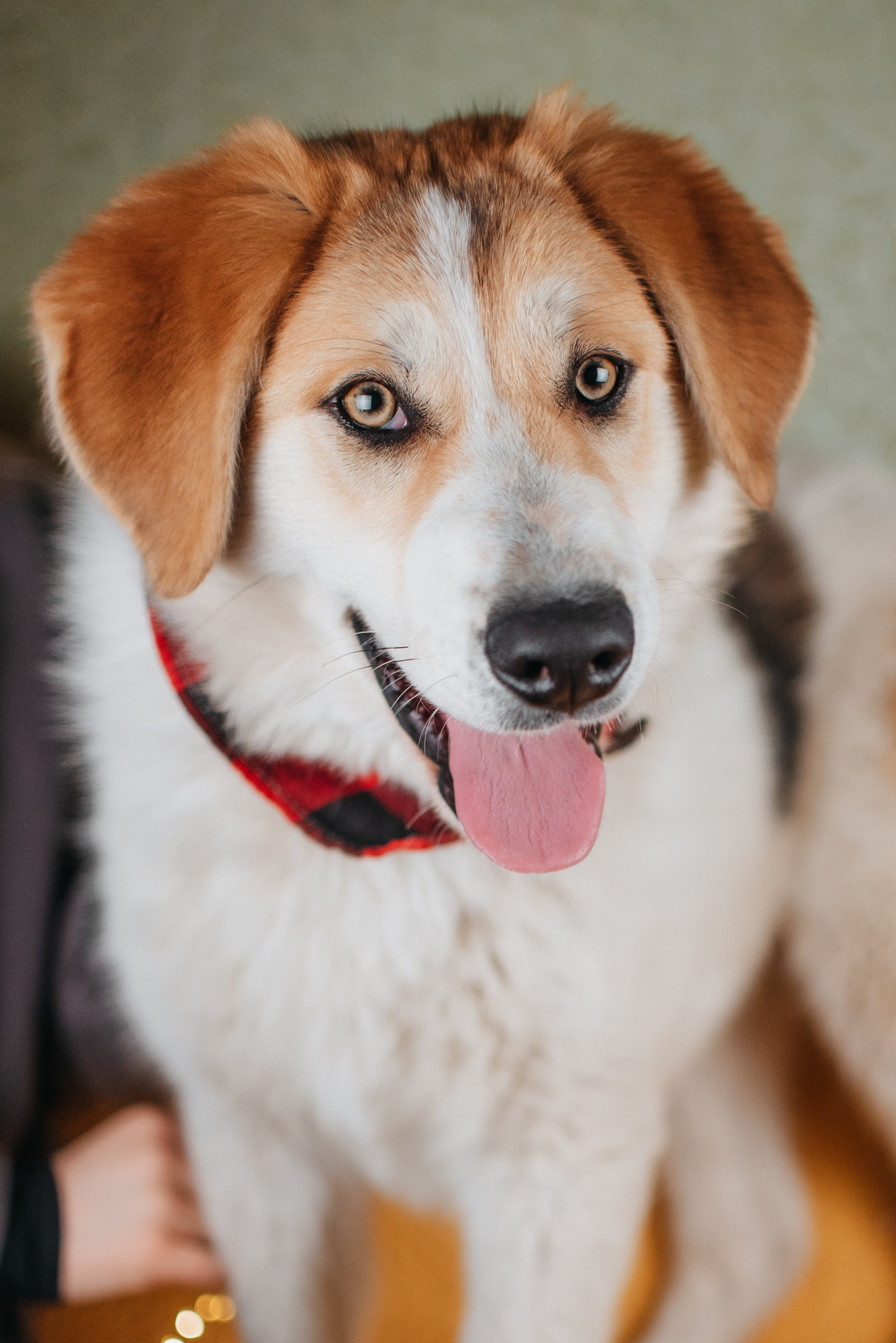 Животные на пристройство. Фотограф-анималист Валерия, Москва, Мытищи