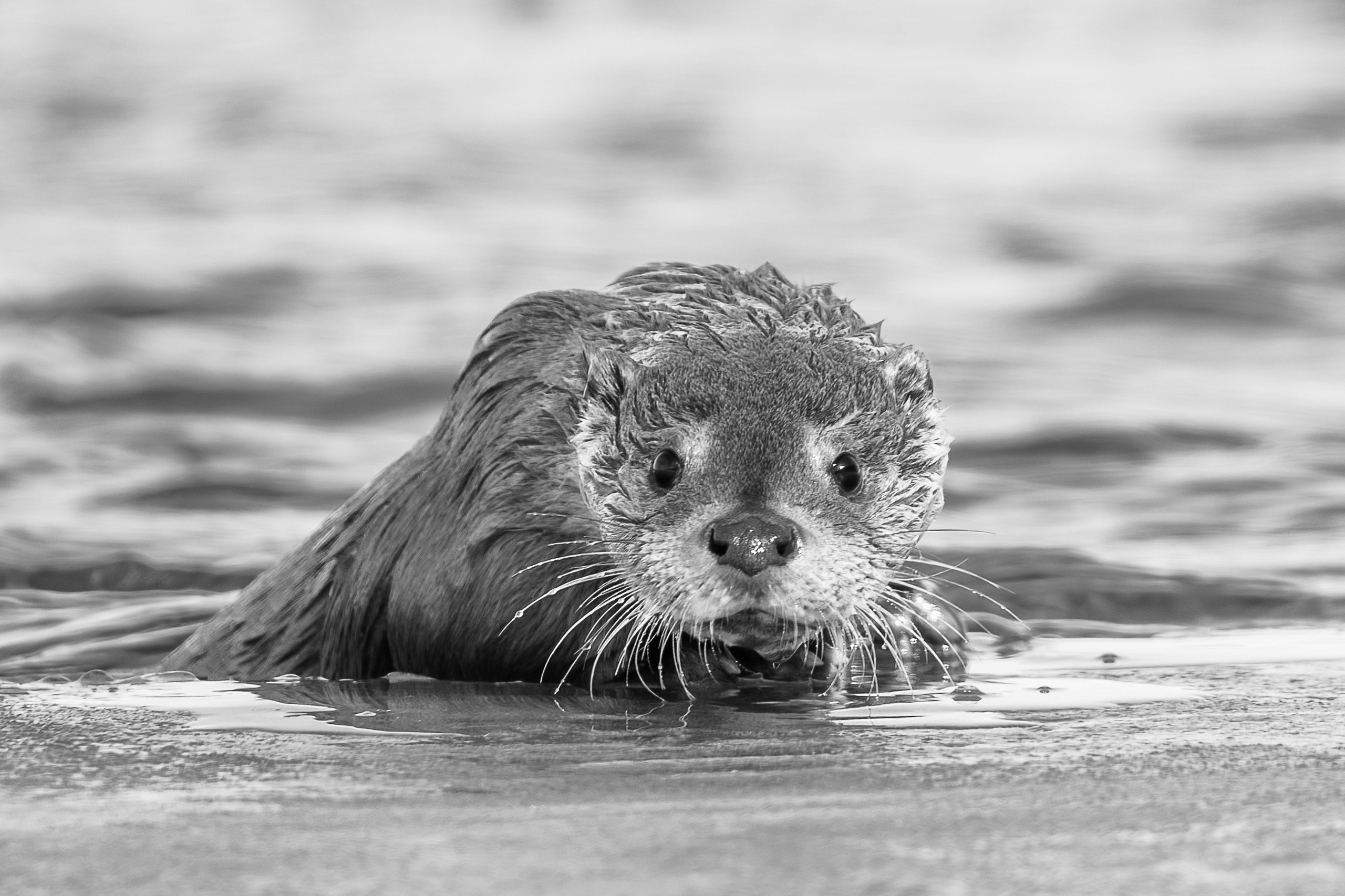 Фотограф Лубсан Чагдуров