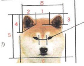Standart. AMERICAN AKITA RUBYLIGHT KENNEL I SHIBA-INU