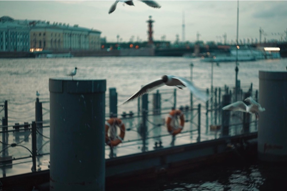 Семейный видеограф в Москве и Домодедово Абрамова Виктория