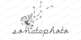 sonataphoto.wfolio.pro