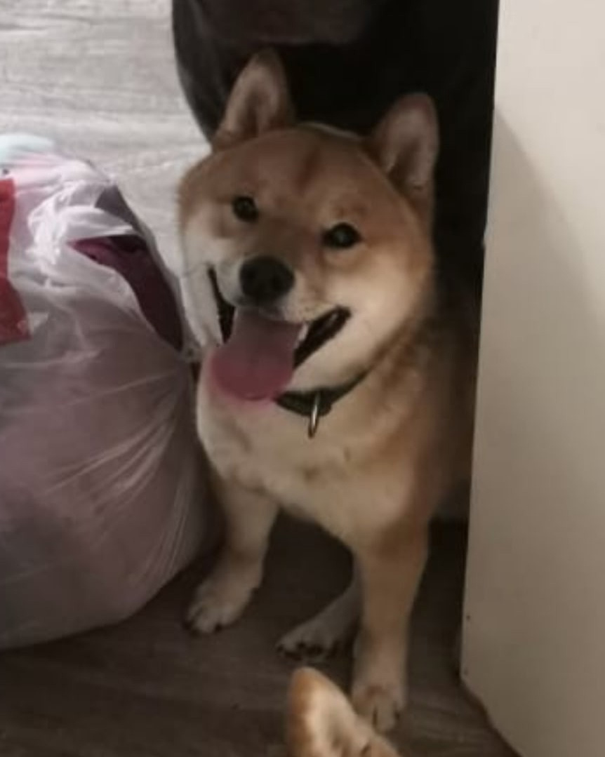 Кого не стало. Американская акита I Сиба ину I Питомник RUBYLIGHT