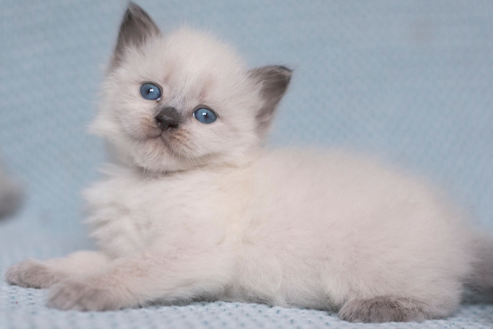 Наши котята. Главная