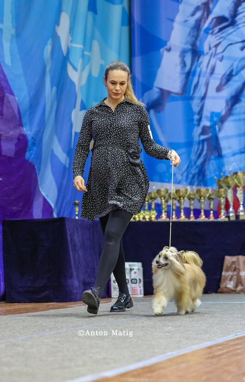 Veles opened his eyes to the title of Champion of Russia. Chinese Crested Dog Kennel Poale Ell