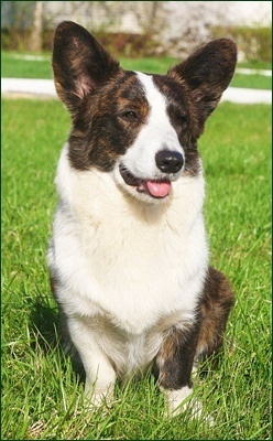 История питомника Ice Fantasy. Купить щенка Вельш-корги-кардиган в семейном питомнике — Ice Fantasy