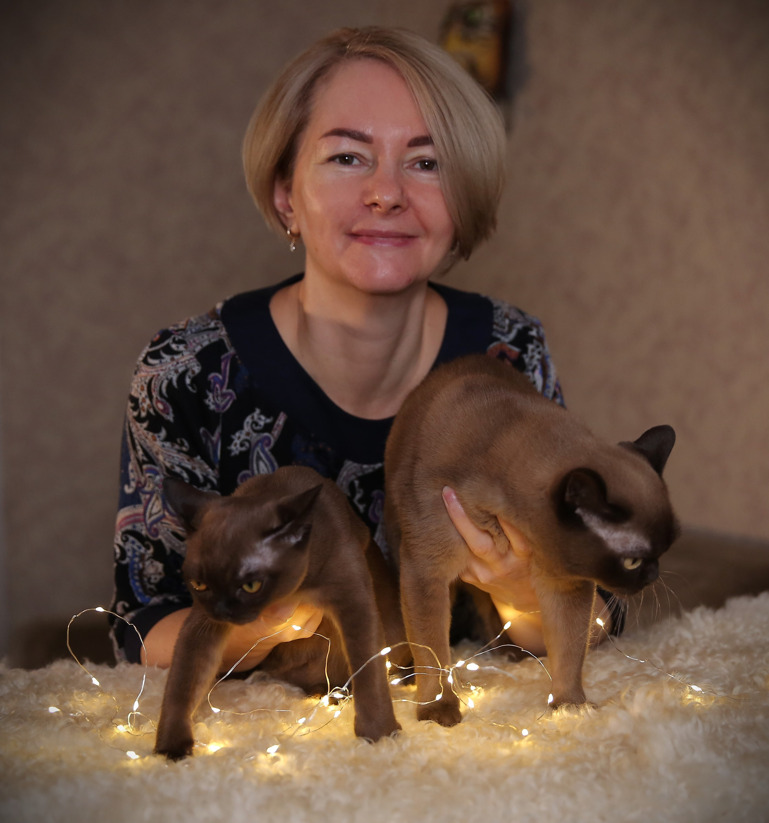 бурманский котенок купить