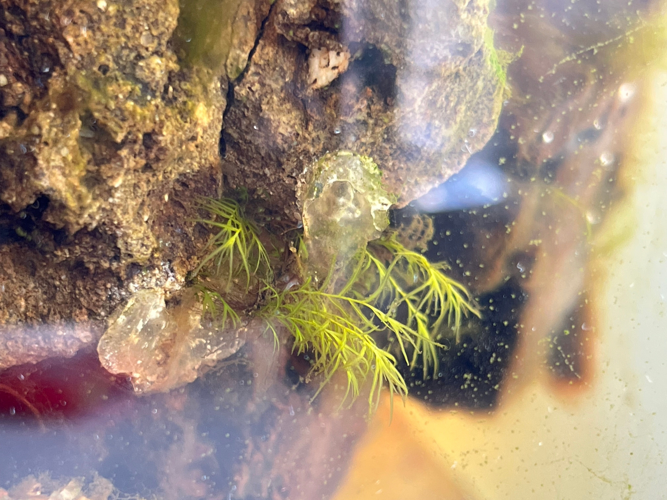 Выносливость мха. Home