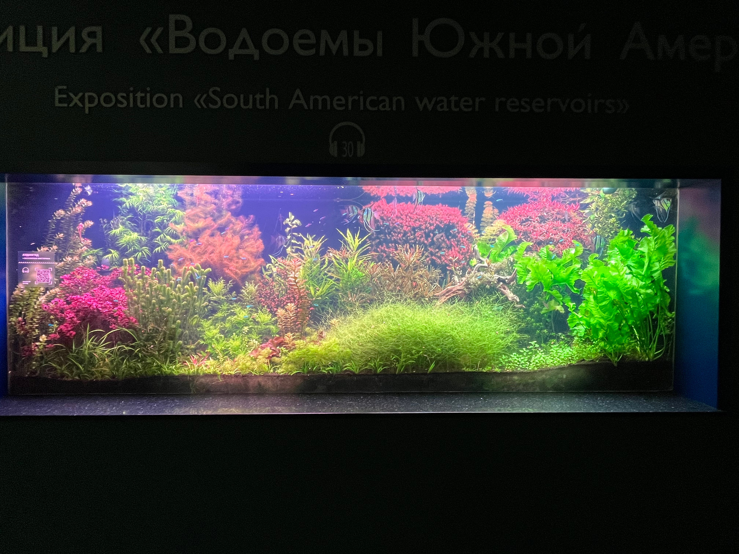 Работы учеников. Аквариумист Максим Ерёмин. Aqua Maxim