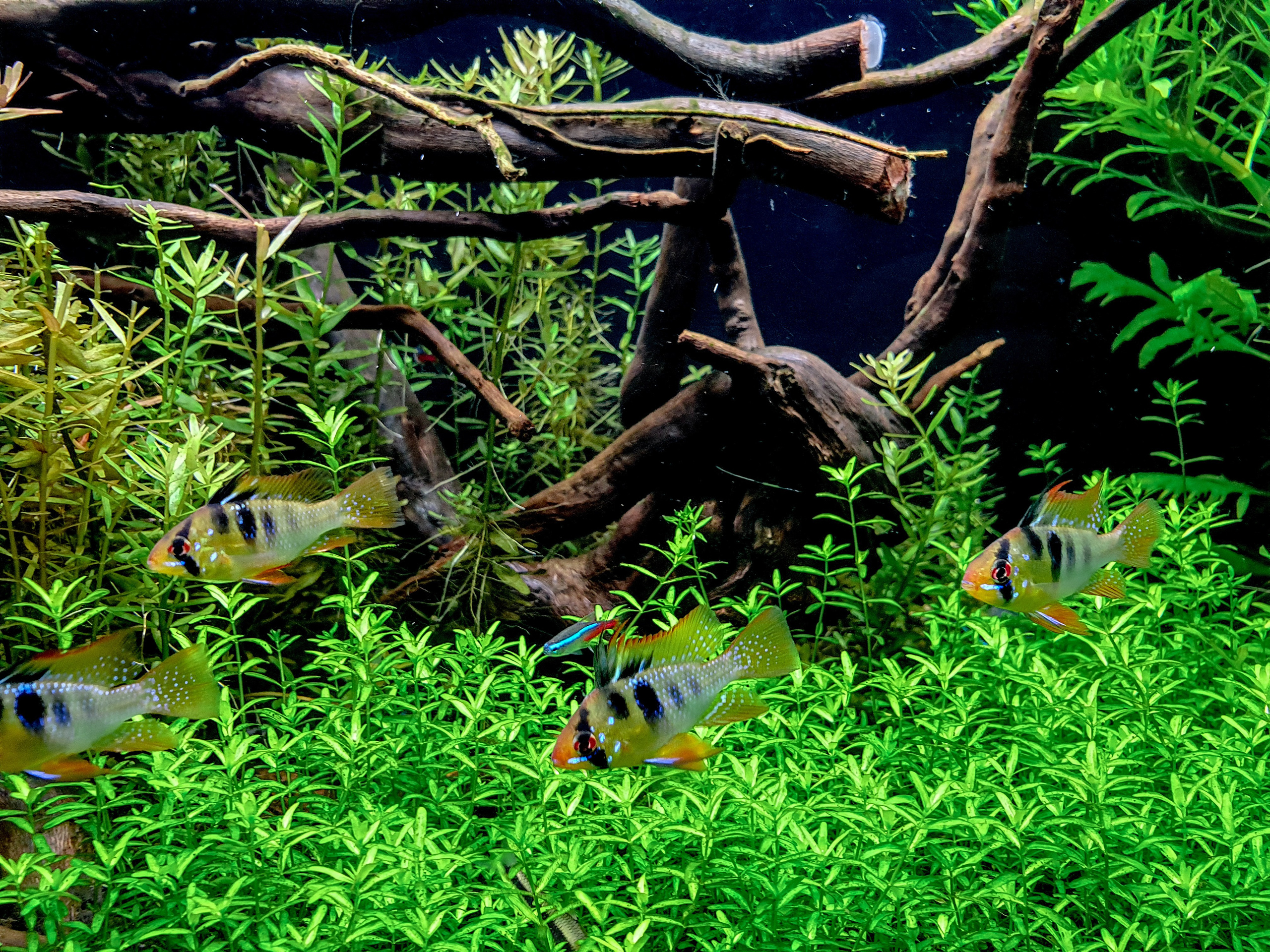 Аквариумист Максим Ерёмин. Aqua Maxim