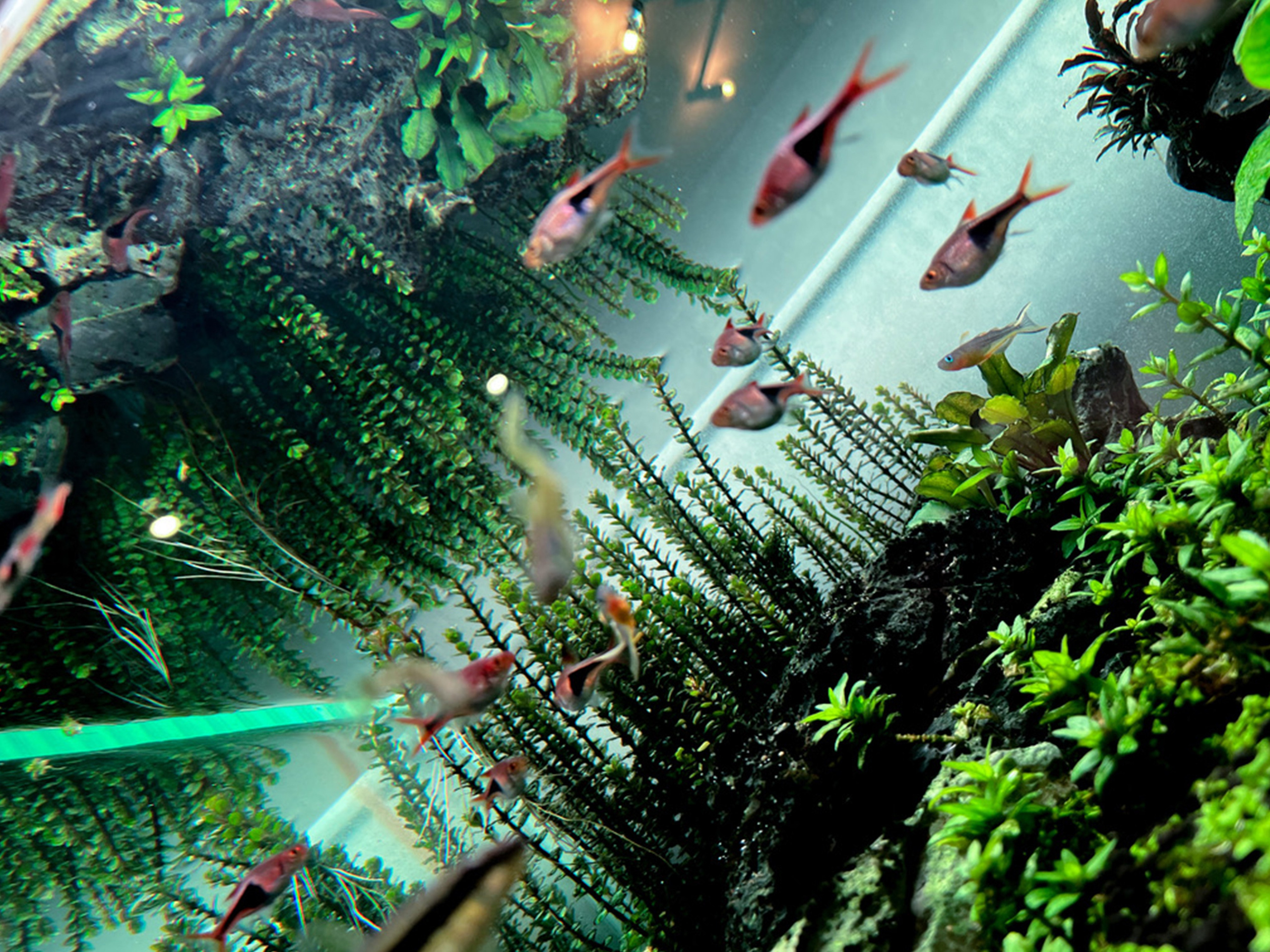 Концентрации элементов в растительном аквариуме. Аквариумист Максим Ерёмин. Aqua Maxim