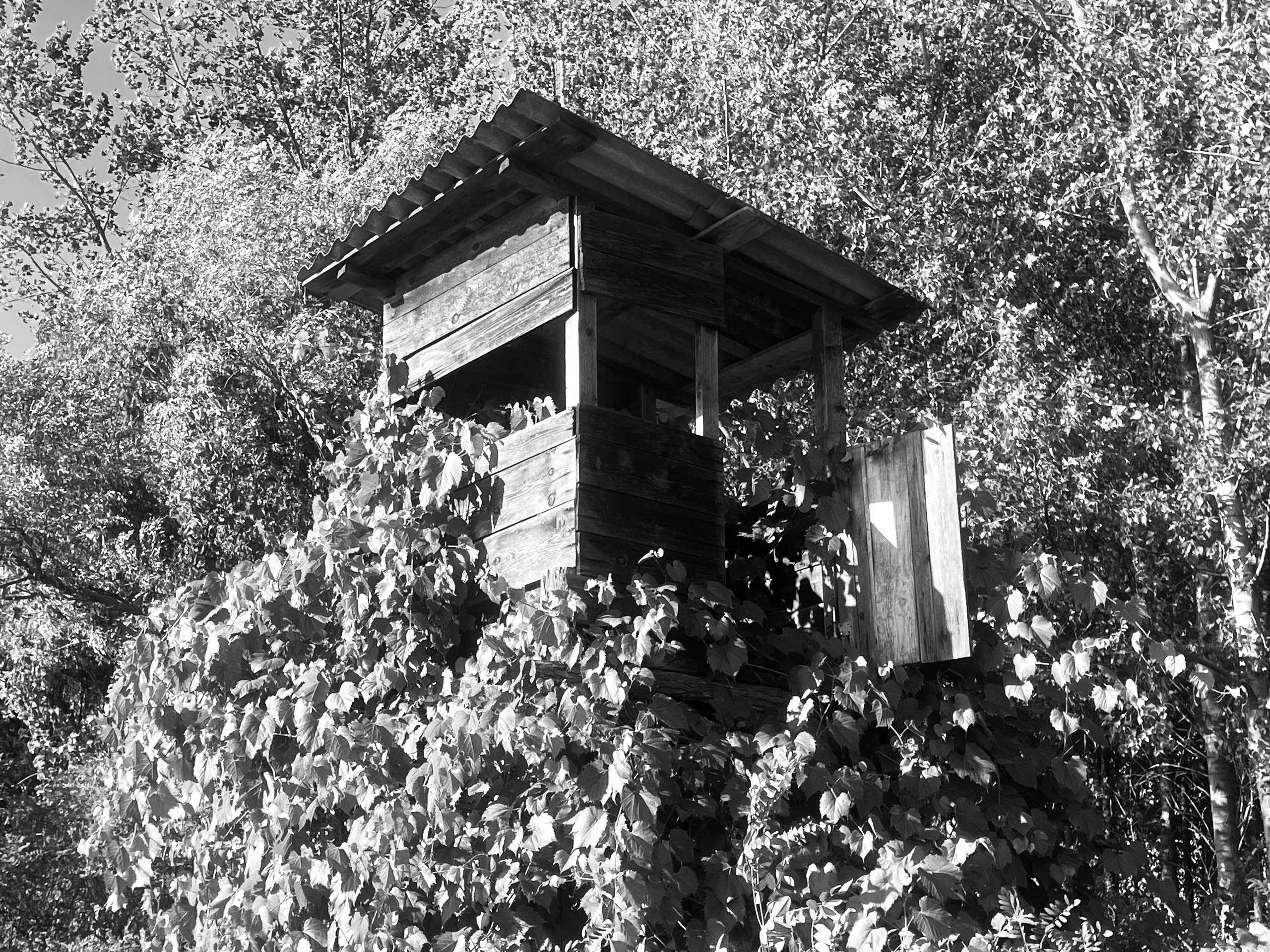 Наталия Бабинцева — ВЫДЕЛЕННАЯ ТЕРРИТОРИЯ: прогулки с N