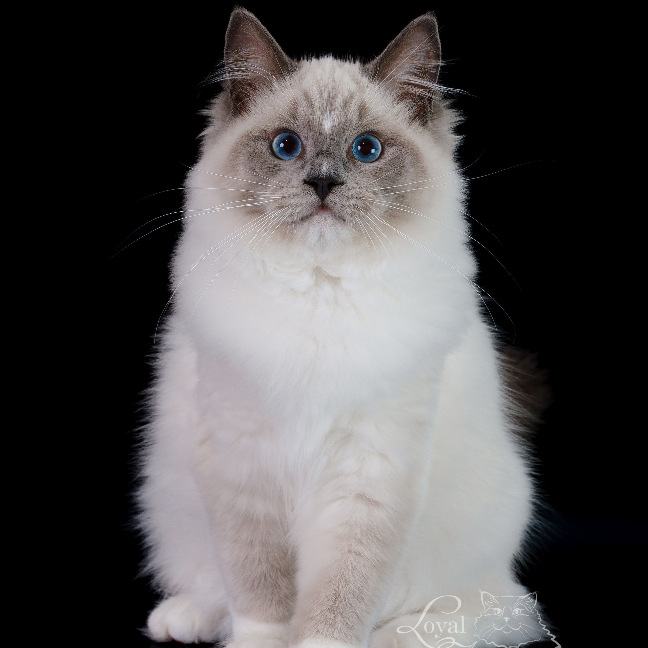 Котята рэгдолл от Loyal Adore. Питомник рэгдолл Loyal Adore