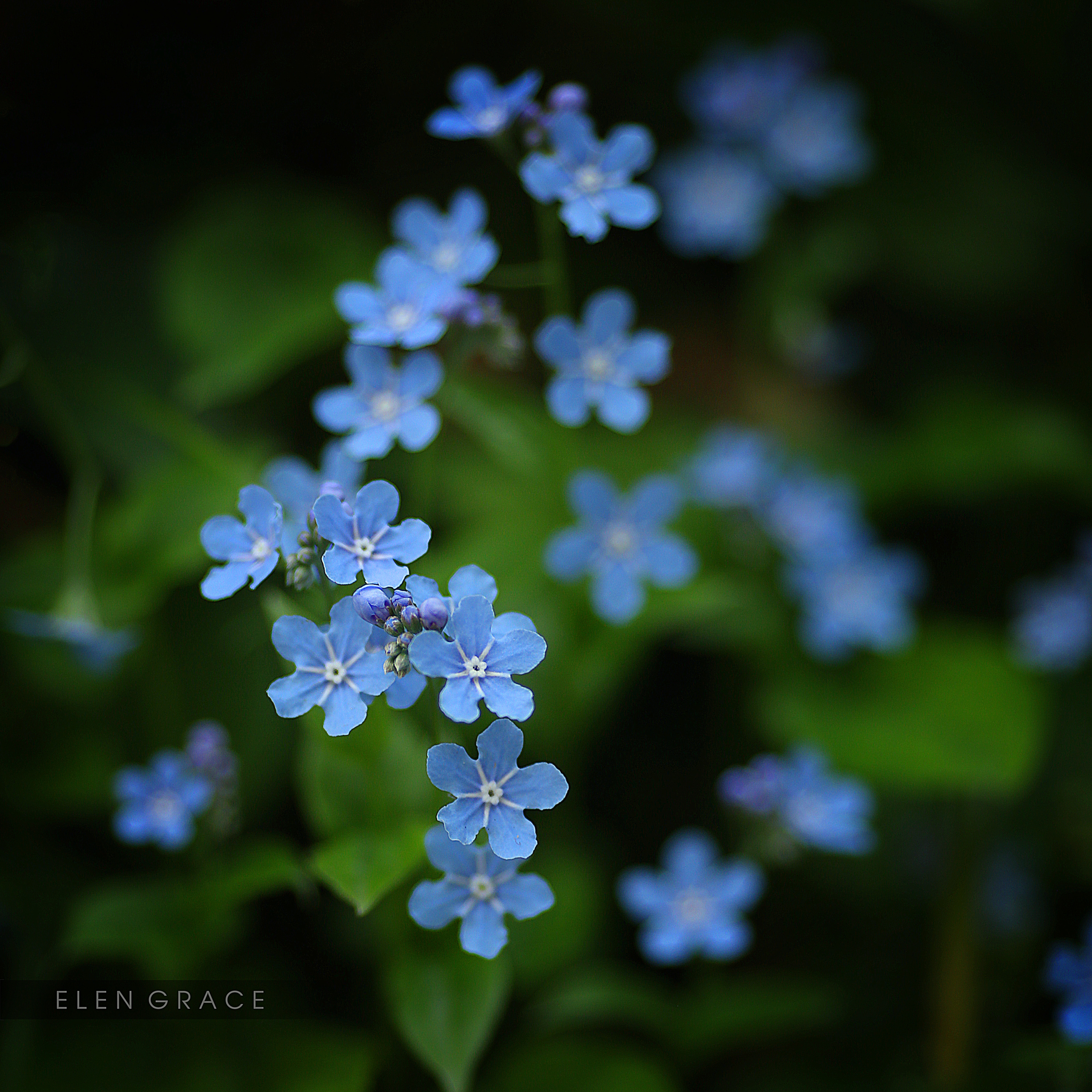 Контакты. LENA GRACE photographer ||ЛЕНА ГРЭЙС фотограф