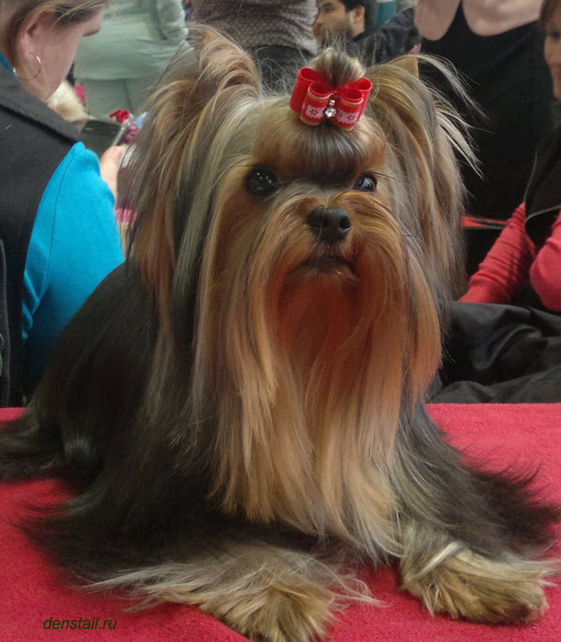 Дэнстайл Козырный Туз. Питомник Йоркширских терьеров Дэнстайл в Санкт-Петербурге заводчик Тих