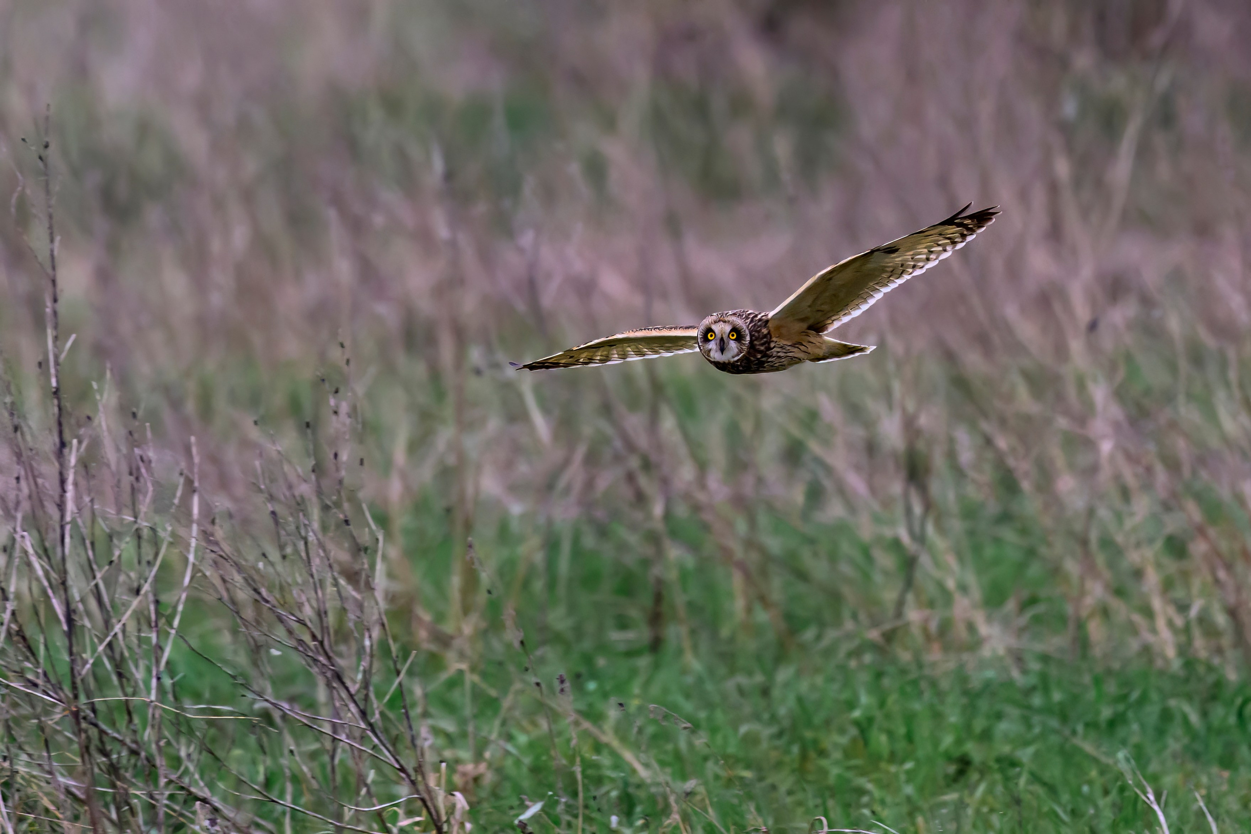 Лунь атакует сову. Фотограф Сергей Пупонин