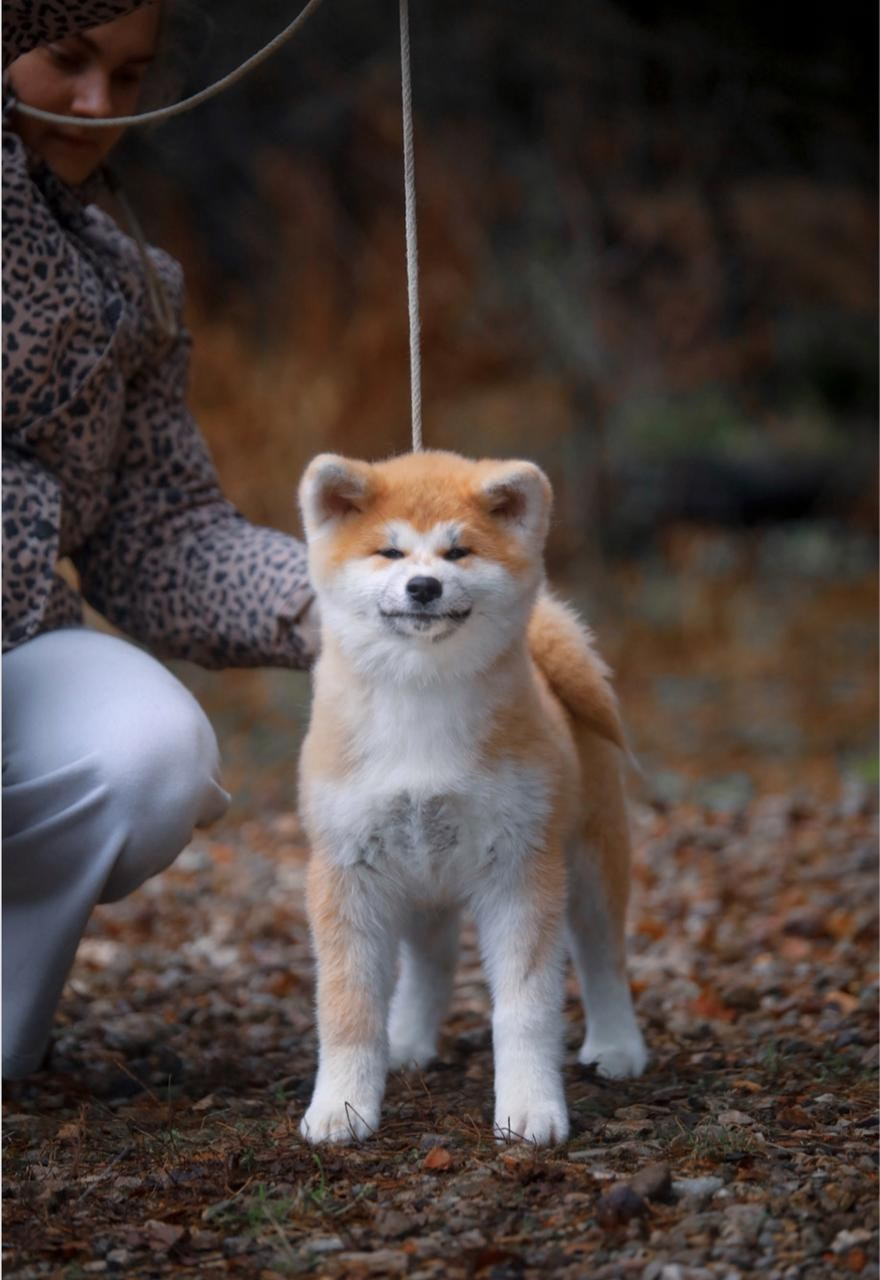 Красивые рыжие щенки Акита. Питомник Акита-Ину