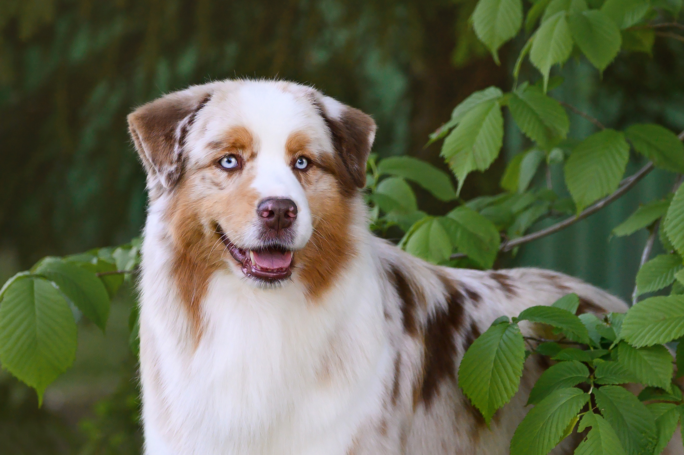 СУКИ. Питомник австралийских овчарок «APPLEDORE»