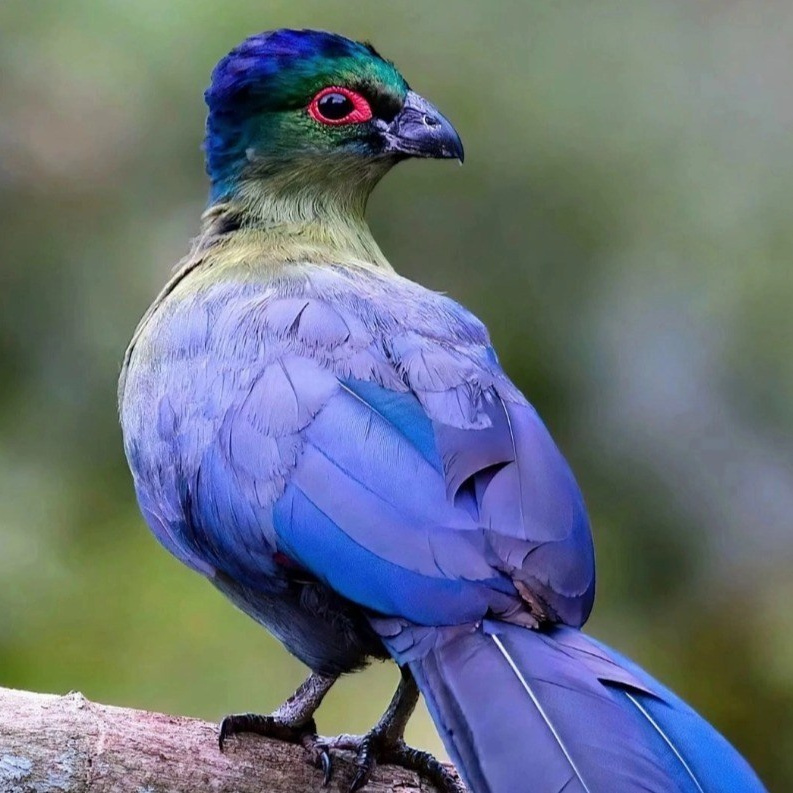 Мир попугаев — тропические птицы в зоопарке «Лесная Братва» Екатеринбург. Зоопарк уникальных животных Лесная братва