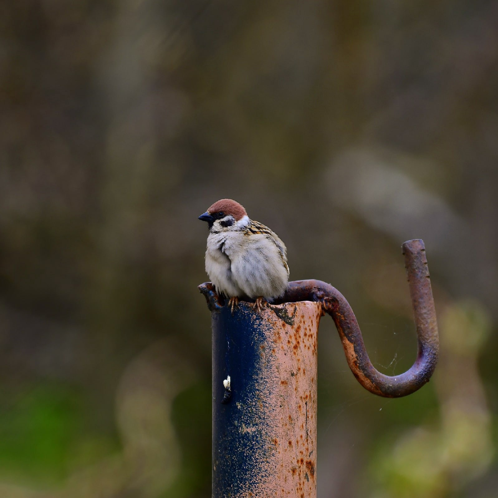 Images of wildlife. Artisistic photographs of Lena Sokolova