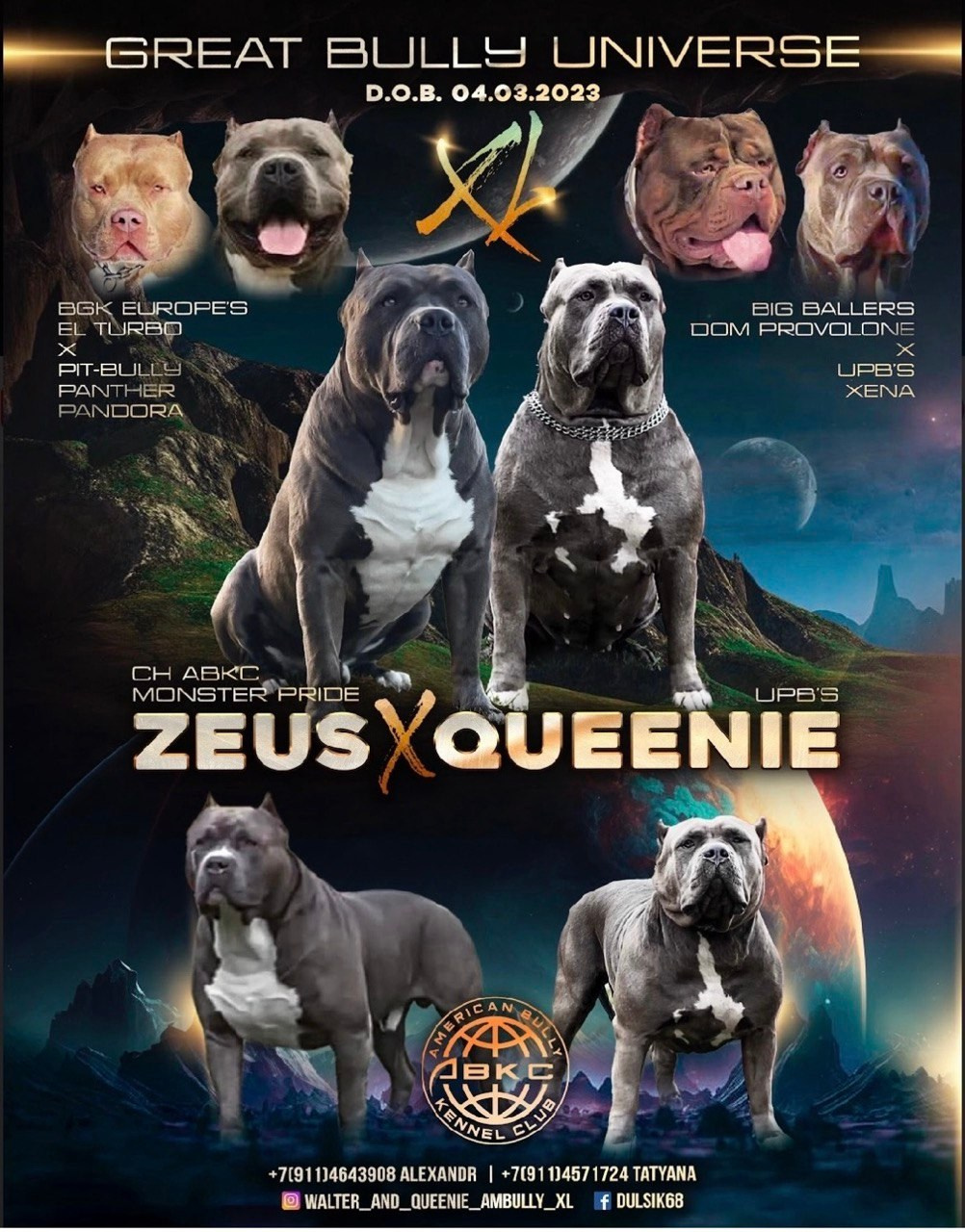 Щенки по пометам. Американские булли XL в г. Калининград. Питомник Great Bully UNIVERSE