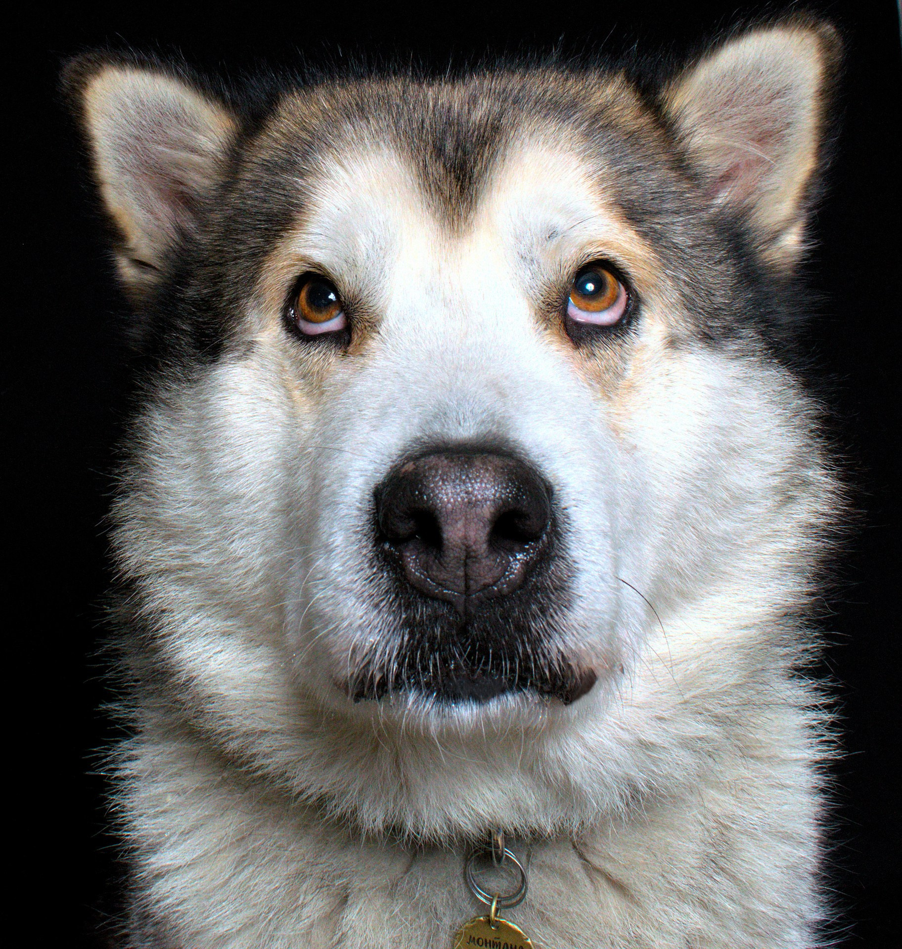 Коротко о породе Аляскинский Маламут. Фотограф анималист, пейзажист, спортивные мероприятия. Новосибирск