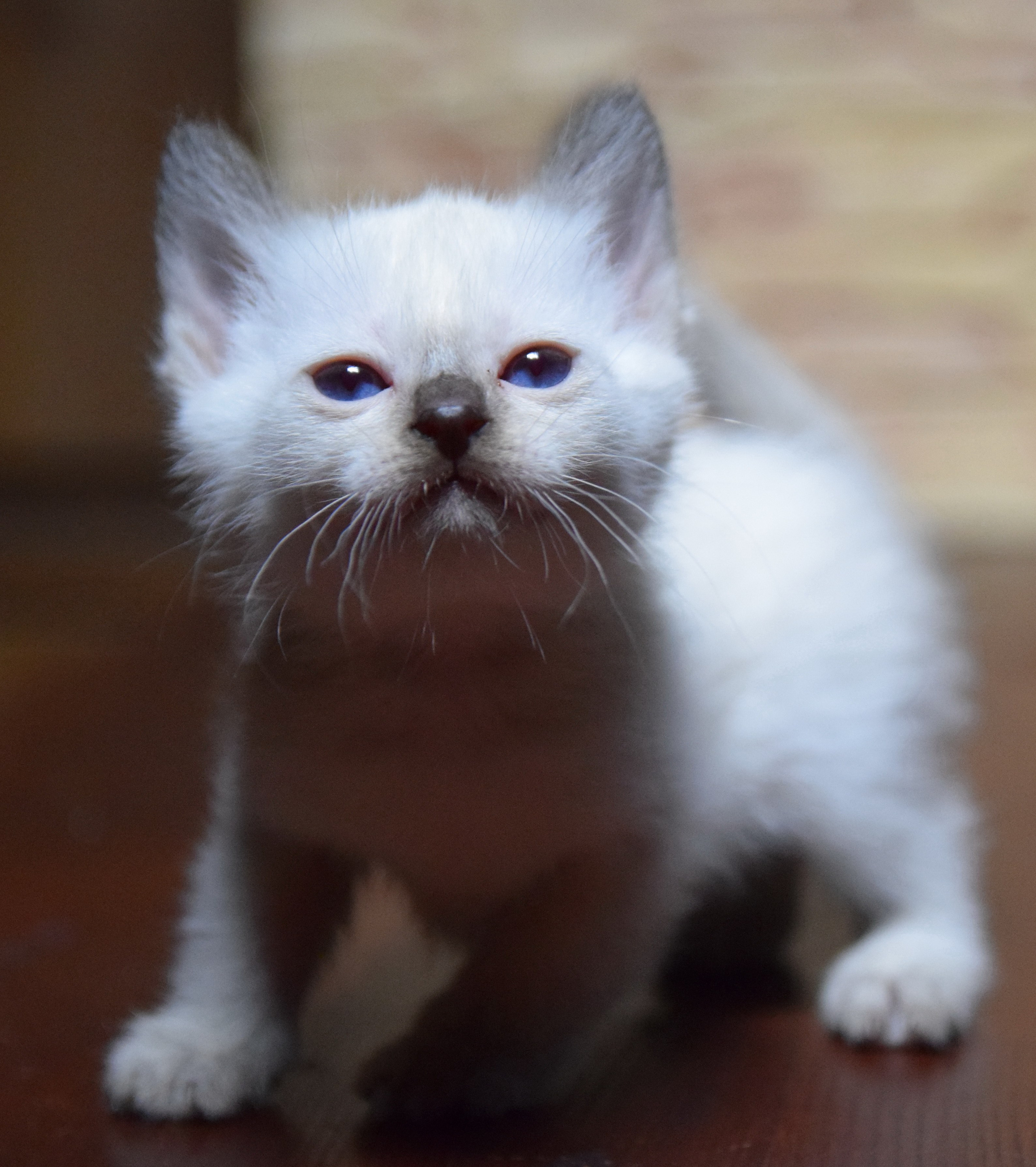 Котята. Питомник тайских кошек в Санкт-Петербурге Noyland