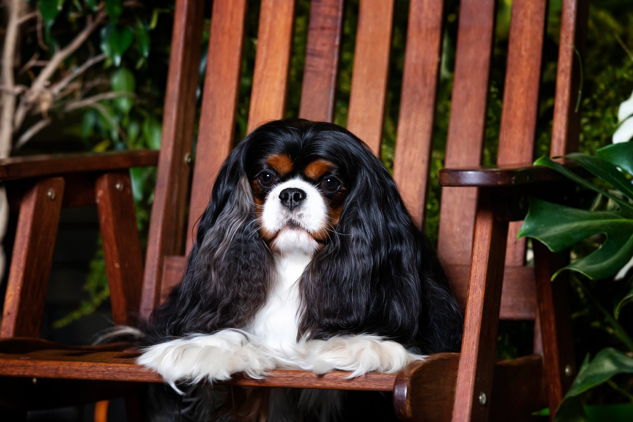 Кобели. Питомник кавалер кинг чарльз спаниелей