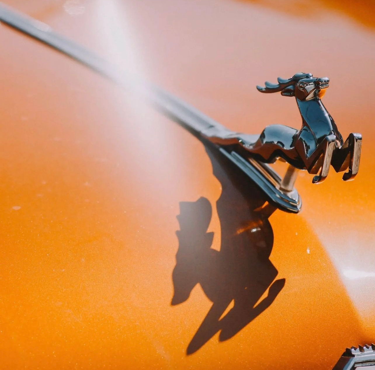 Макс Крутиков, детский и семейный фотограф. Организатор съёмок с доберманом в Санкт-Петербурге. 