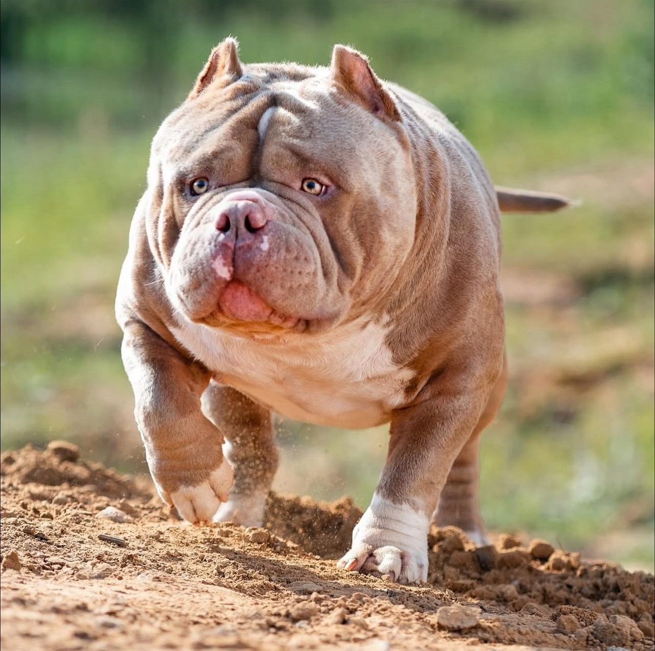 NIRVANA KENNEL LEONA — TPOS. Американский Булли в г. Ростов-на-Дону. Питомник THE POWER OF SIBERIA