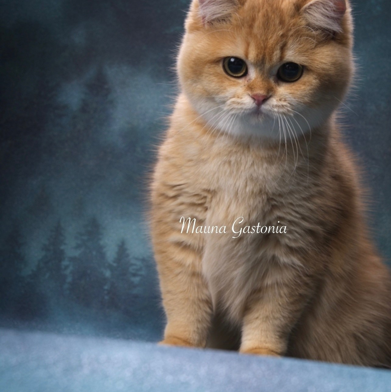 Кошки\Female. Mauna Gastonia