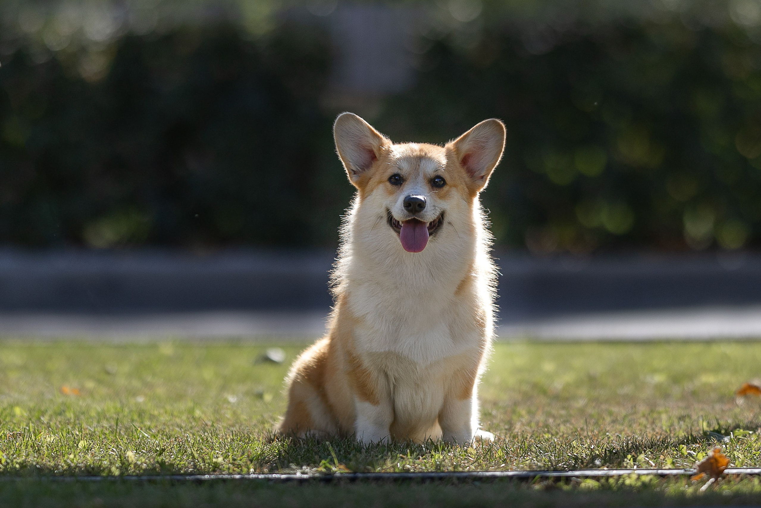 Вельш корги пемброк. Купить щенка Вельш-корги-кардиган в семейном питомнике — Ice Fantasy
